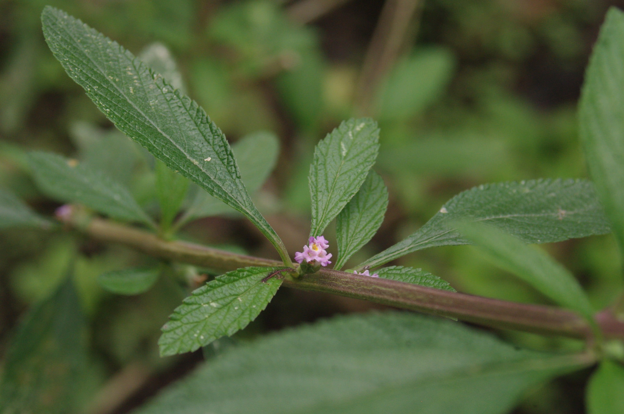 Lippia alba